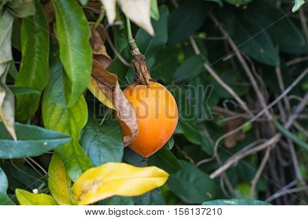 Orange fruit of the Passion Flower climbing plant.