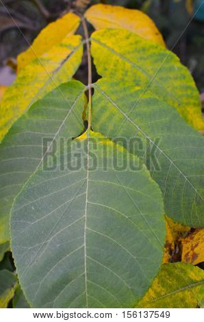Close up view of autumn walnut tree leaf. Autumn walnut tree leaf colored by yellow and green color as background