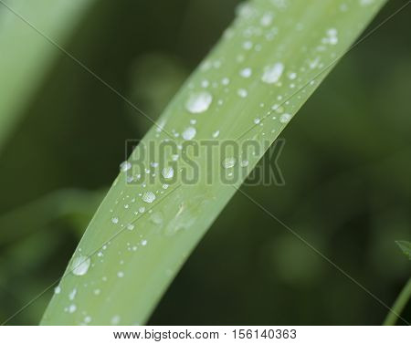 Water drops on cane leaf in the early morning