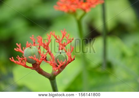 Jatropha podagrica is a species of plants known by several English common names including bottleplant shrub and gout plant