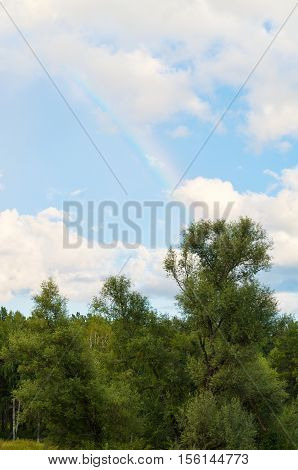 melted rainbow over the summer green forest