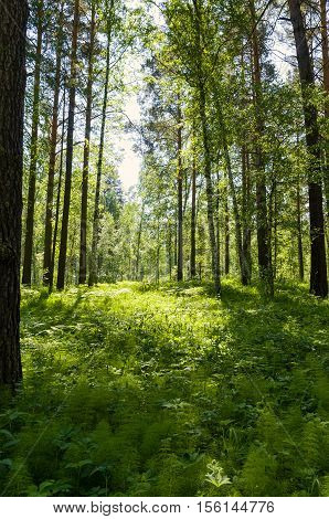 green grass illuminated by the sun in a summer forest