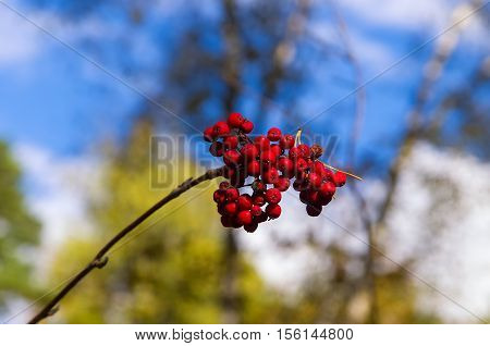 bunch of rowan on a background of multi-colored sky