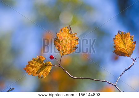 Three autumn leaves with one red berry