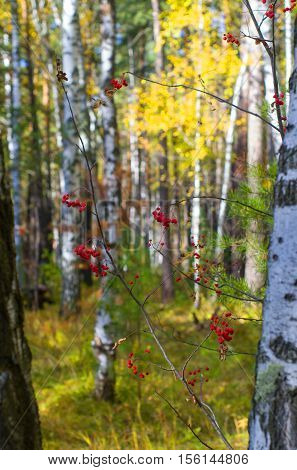 bunches of rowan on a background autumn forest