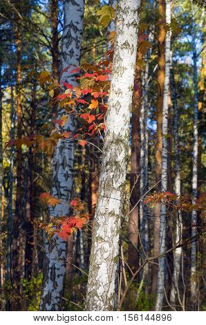 bush with red leaves peeking out from behind a birch