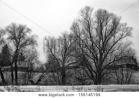 black and white silhouettes of trees in winter village