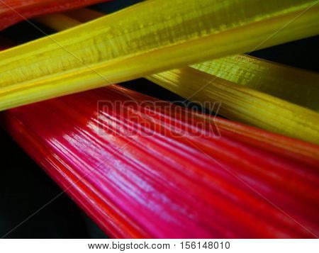 Closeup of the multicolored rainbow stalks of the swiss chard "bright Lights" variety for colorful cooking from an organic edible garden