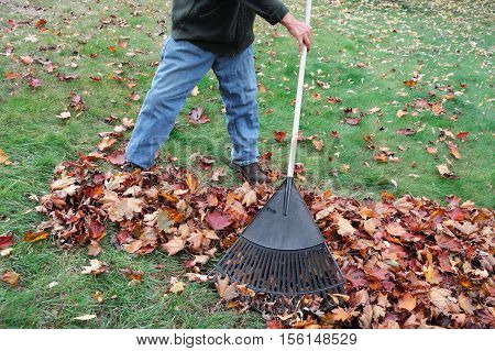 man working in the yard to clean fallen leaves by fan rake
