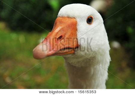 Leiter der eine weiße Gans in der Natur