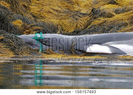 Deceased whale with a green fishing net tangled around his mouth.