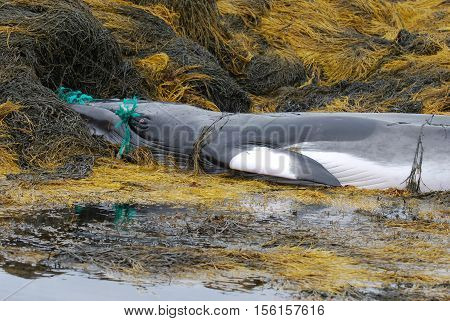 Minke whale tangeld in a fishing net on a reef in Maine.