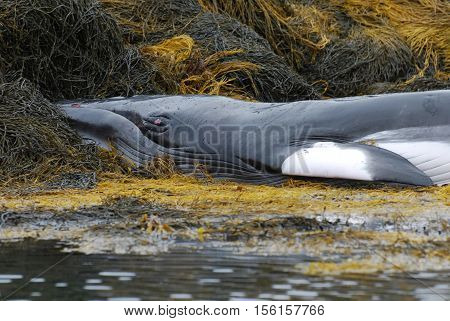 Minke whale up close deceased on a seaweed reef.