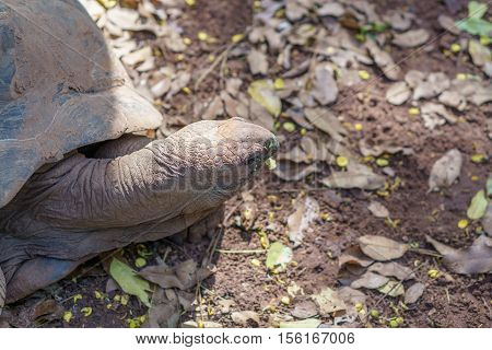 Turtle Skin of big tutle with sunlight in naturaul.