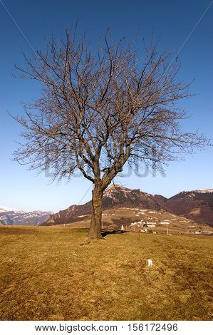 Bare tree in winter in Italian Alps Corno d'Aquilio Plateau of Lessinia. Veneto Italy