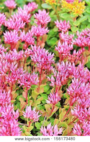 Sedum false 