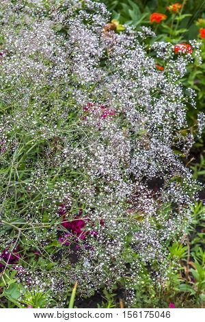 Perennial Gypsophila paniculata ( Lat. Gypsophila paniculata ). Decorative garden plant with small white flowers
