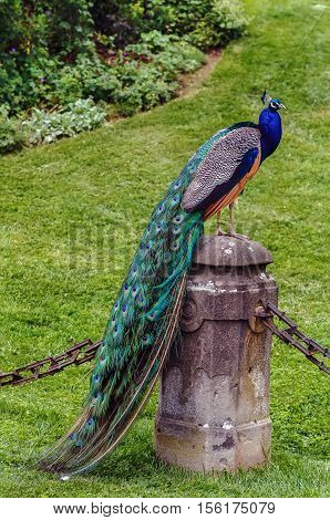 Peacock in Eggenberg Palace park in Graz Austria