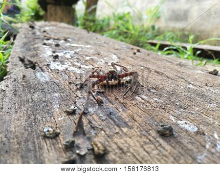 Huntsman Spider Maldon with egg. nature background