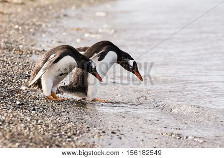The Papua penguin couple at the seaside