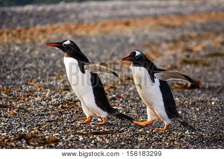 The Papua penguin couple at the seaside