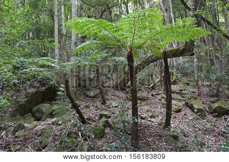 Silver Tree-fern Grows In The Rainforest Of Jamison Valley At The Blue Mountains In New South Wales