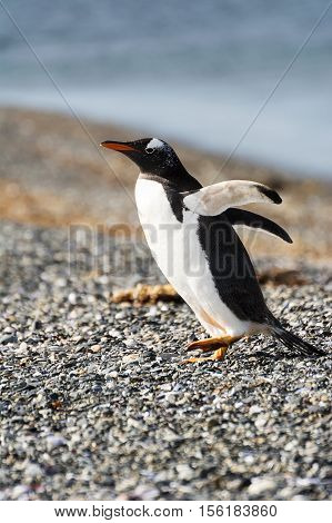 Portrait to Papua penguin on the gravel on the seashore
