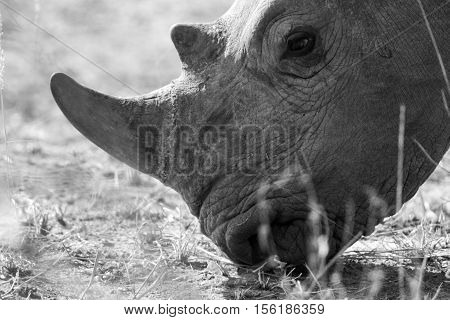 Side Profile Of A White Rhino.