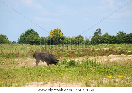toro selvaggio nel paesaggio natura libera