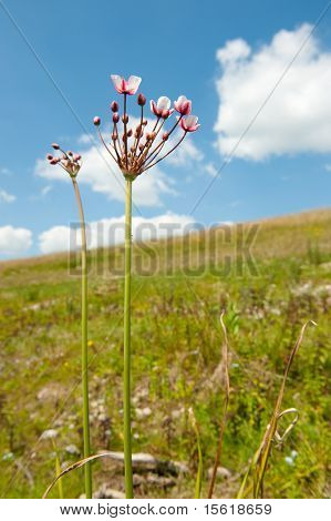 Butomus nel paesaggio assolato natura