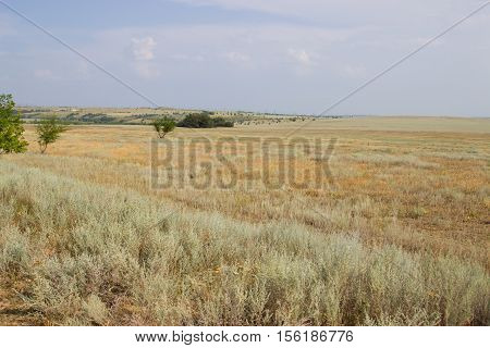 Green tree on a background of yellow steppe. Kamyshin Volgograd region Russia