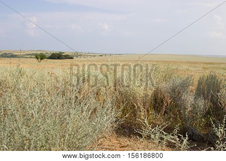 Green tree on a background of yellow steppe. Kamyshin Volgograd region Russia