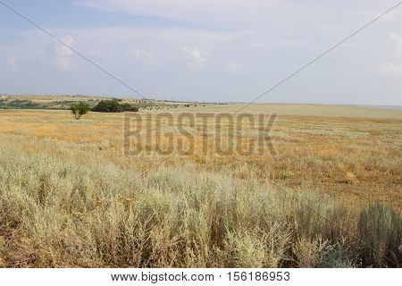 Green tree on a background of yellow steppe. Kamyshin Volgograd region Russia