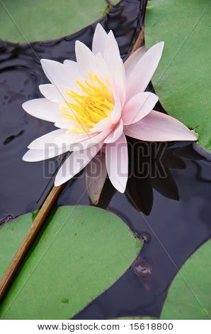 Lotus