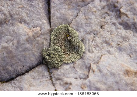 Fossil plants on rocks closeup. Nature Monument -Kamyshinskye Mountain Ears. Volgograd region Russia