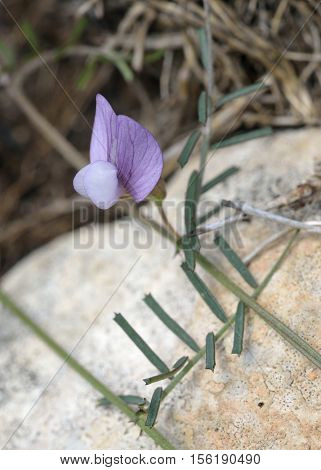 Wandering or Rambling Vetch - Vicia peregrina Wild Flower from Cyprus