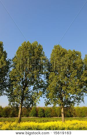Alberi nel paesaggio con seme di cole