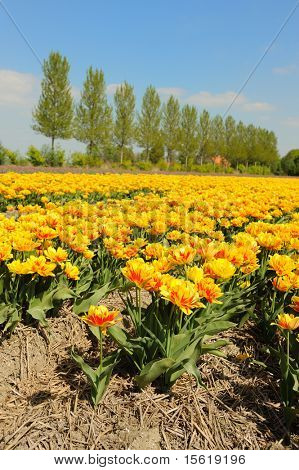 flowerbulbs som typiska jordbruk i Holland