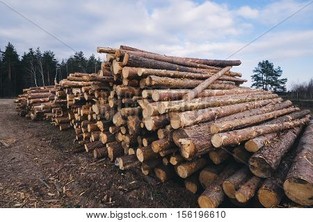 Wood pine with blue sky on background.