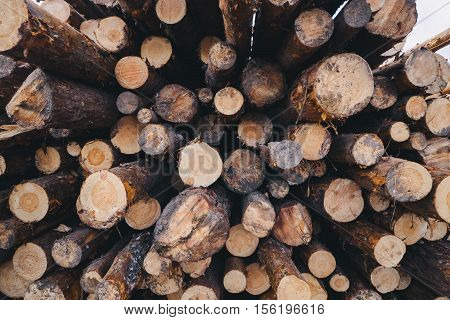 Stacked wood pine timber for construction buildings.