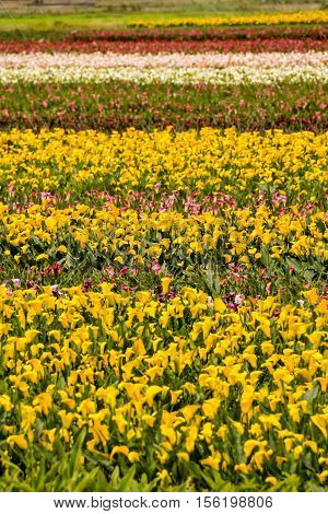 Calla Garden Field Cultivation
