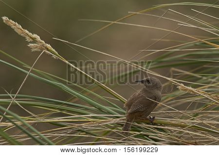Cobb's Wren (Troglodytes cobbi) standing on a grass stem on Carcass Island in the Falkland Islands.