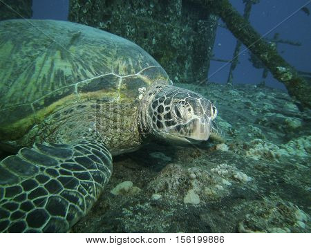 Close up of a large green turtle resting on a ship wreck Oahu HI USA