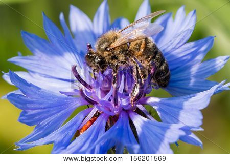 a bee collecting nectar on a blue flower