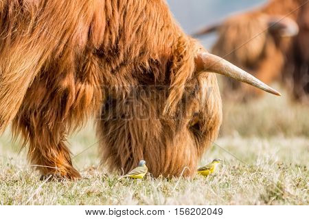 brown Highland Cow eating gras while being watched by two great tits