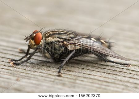 closeup of a fly on a wooden table