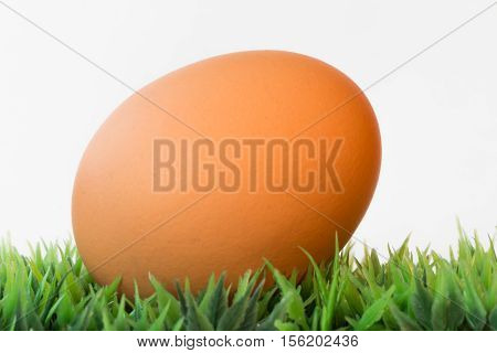 closeup of an egg on grass on a white background