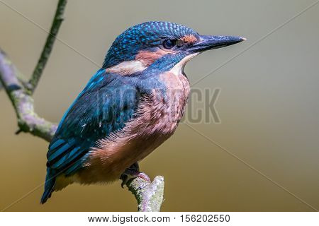 kingfisher on a wooden stick, taken from the side