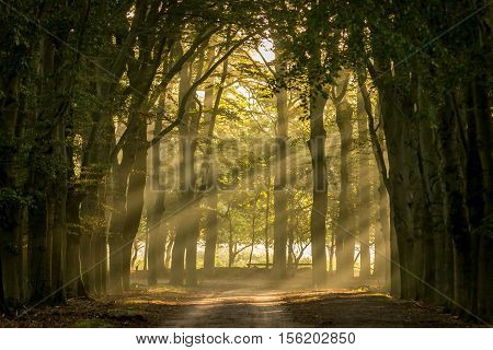 sun shining through the trees on a sand path