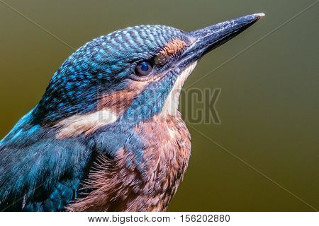 the head of a kingfisher looking up